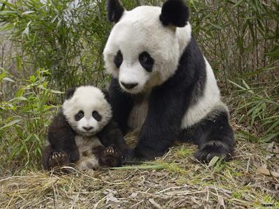 Two giant pandas living in the Chengdu Giant Panda Breeding Research Base