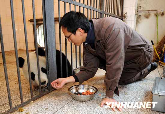 Sichuan says goodbye to pandas bound for Taiwan