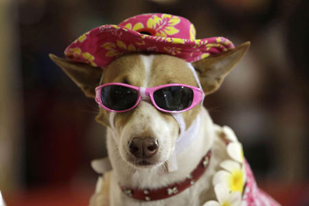 Dog fashion show in Bangkok