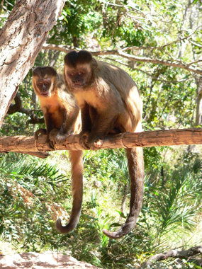 Capuchin monkeys in Brazil