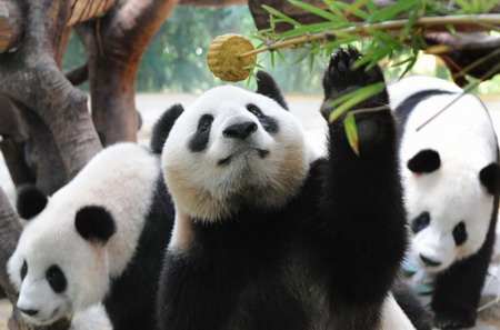 Pandas in Guangzhou celebrate the Mid-Autumn Festival